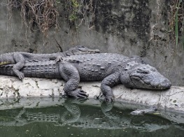 crocodiles-573744_640.jpg